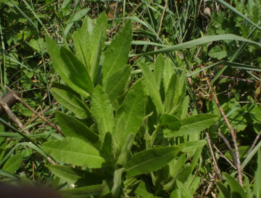 Rhinocoris iracundus